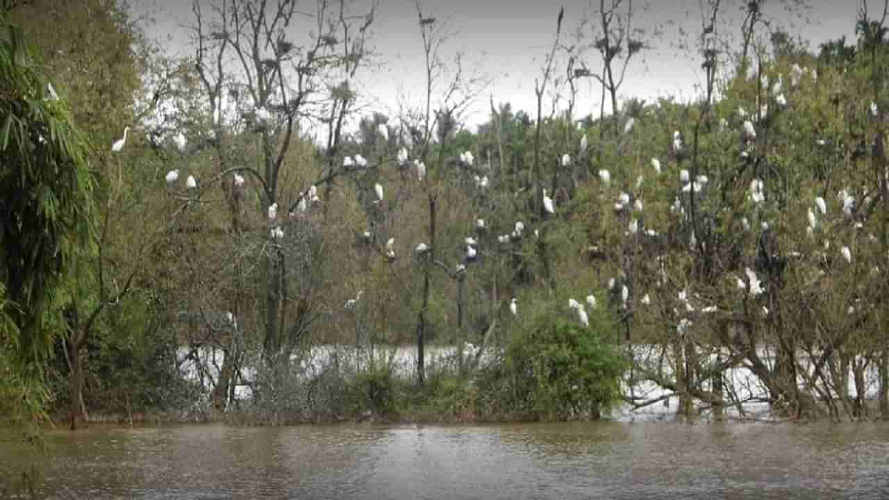 ಮಂಡಗದ್ದೆ ಪಕ್ಷಿಧಾಮ: ಬೆಳ್ಳಕ್ಕಿಗಳ ವಯ್ಯಾರಕ್ಕೆ ಪ್ರವಾಸಿಗರು ಫುಲ್ ದಿಲ್ ಖುಷ್