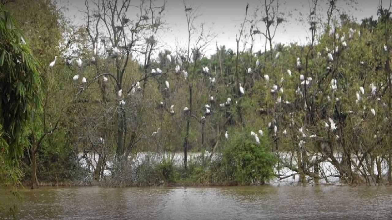 ಮಂಡಗದ್ದೆ ಪಕ್ಷಿಧಾಮ: ಬೆಳ್ಳಕ್ಕಿಗಳ ವಯ್ಯಾರಕ್ಕೆ ಪ್ರವಾಸಿಗರು ಫುಲ್ ದಿಲ್ ಖುಷ್ ಮಂಡಗದ್ದೆ ಪಕ್ಷಿಧಾಮ: ಬೆಳ್ಳಕ್ಕಿಗಳ ವಯ್ಯಾರಕ್ಕೆ ಪ್ರವಾಸಿಗರು ಫುಲ್ ದಿಲ್ ಖುಷ್