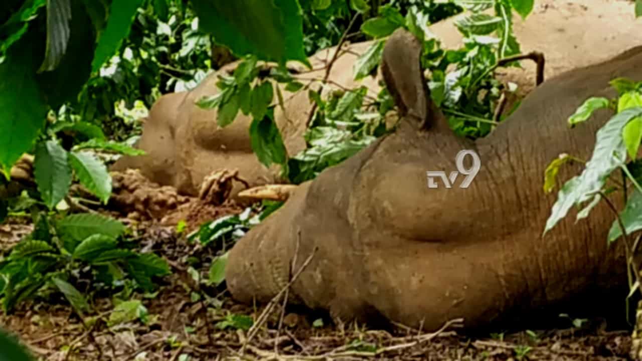 ಮರಿ ಹಾಕಿದ ಆನೆ ಜೊತೆಗೆ ಕಾಫಿ ತೋಟದಲ್ಲಿಯೇ ಬೀಡುಬಿಟ್ಟ ಗಜ ಪಡೆ! ಮರಿ ಹಾಕಿದ ಆನೆ ಜೊತೆಗೆ ಕಾಫಿ ತೋಟದಲ್ಲಿಯೇ ಬೀಡುಬಿಟ್ಟ ಗಜ ಪಡೆ!