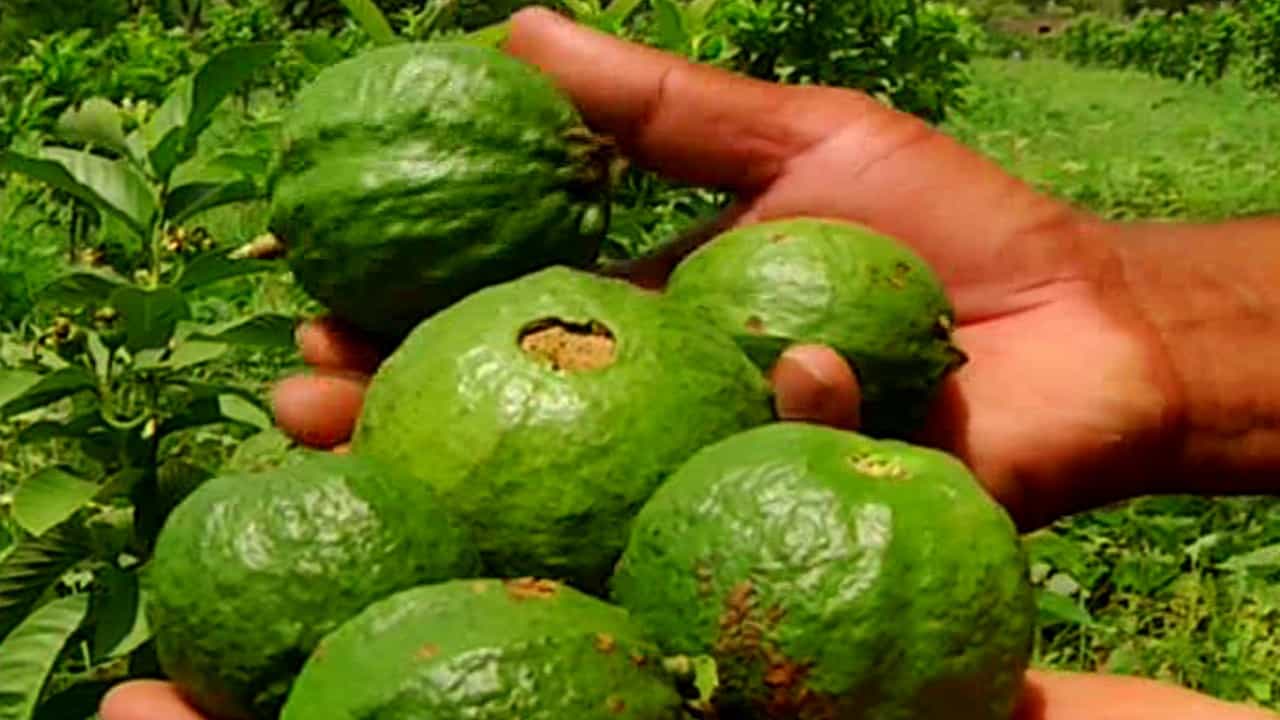 ಬರದ ತವರು ಕೋಲಾರದಲ್ಲಿ ನೀರಾ‘ವರಿ’ ಇಲ್ಲದೆ ಬಂಗಾರದಂಥ ಬೆಳೆ ತೆಗೆಯುತ್ತಿರುವ ಕೃಷಿಕ! ಬರದ ತವರು ಕೋಲಾರದಲ್ಲಿ ನೀರಾ‘ವರಿ’ ಇಲ್ಲದೆ ಬಂಗಾರದಂಥ ಬೆಳೆ ತೆಗೆಯುತ್ತಿರುವ ಕೃಷಿಕ!