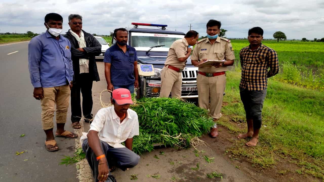 ಜಮೀನು ಬಾಡಿಗೆ ಪಡೆದು ಈರುಳ್ಳಿ, ಮೆಣಸಿನಕಾಯಿ ಬೆಳೆದ; ಮಧ್ಯೆ ಇದನ್ನೂ ಬೆಳೆದುಬಿಟ್ಟ! ಜಮೀನು ಬಾಡಿಗೆ ಪಡೆದು ಈರುಳ್ಳಿ, ಮೆಣಸಿನಕಾಯಿ ಬೆಳೆದ; ಮಧ್ಯೆ ಇದನ್ನೂ ಬೆಳೆದುಬಿಟ್ಟ!