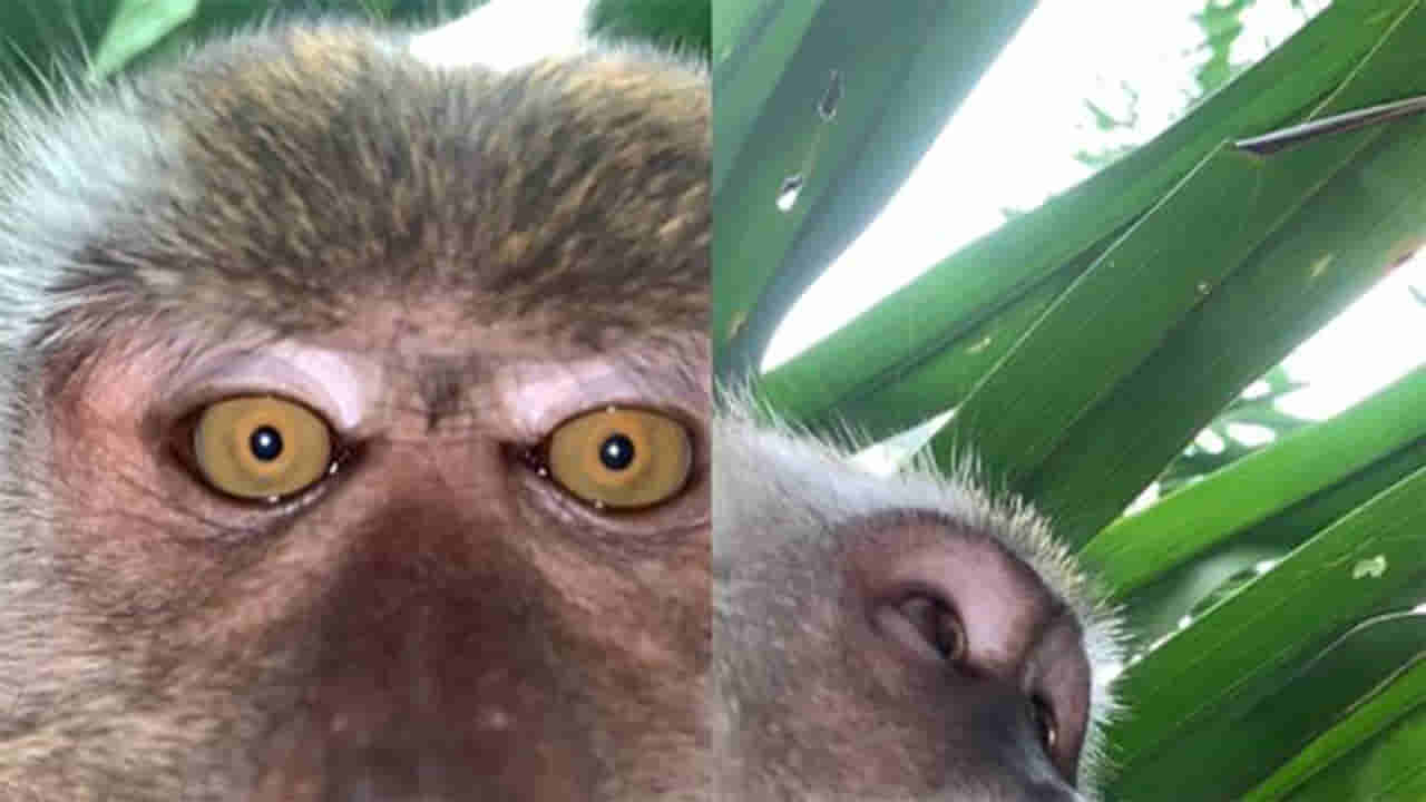 ಕೋತಿಗೂ ಗೊತ್ತು ಸೆಲ್ಫಿಯ ಗಮ್ಮತ್ತು!!