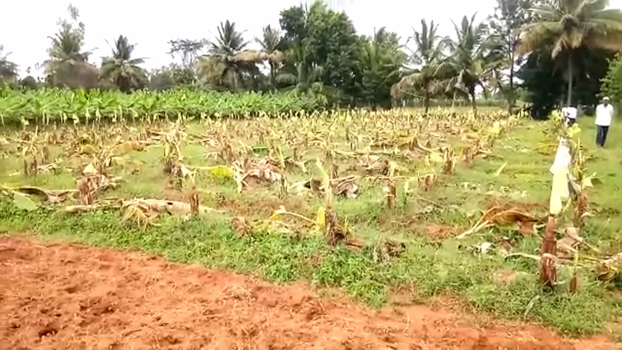 ವಾಟಾಳು ಗ್ರಾಮದಲ್ಲಿ ದಾಯಾದಿ ಕಲಹ: ಕಟಾವಿಗೆ ಬಂದಿದ್ದ ಬಾಳೆ ತೋಟ ನಾಶ ವಾಟಾಳು ಗ್ರಾಮದಲ್ಲಿ ದಾಯಾದಿ ಕಲಹ: ಕಟಾವಿಗೆ ಬಂದಿದ್ದ ಬಾಳೆ ತೋಟ ನಾಶ