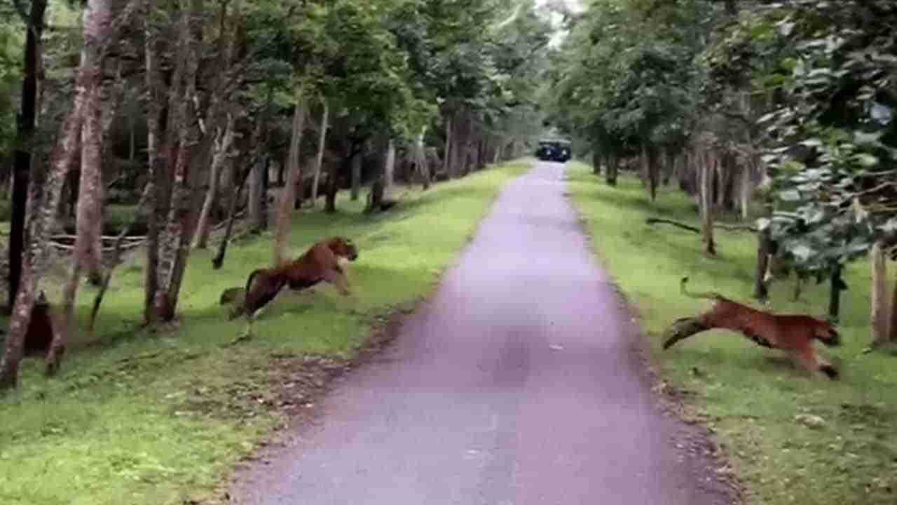 ನಾಗರಹೊಳೆಯಲ್ಲಿ ಹುಲಿಗಳ ಮೋಜು ಮಸ್ತಿ: ಪ್ರವಾಸಿಗನ ವಿಡಿಯೋ ಆಯ್ತು ಫುಲ್ Viral!