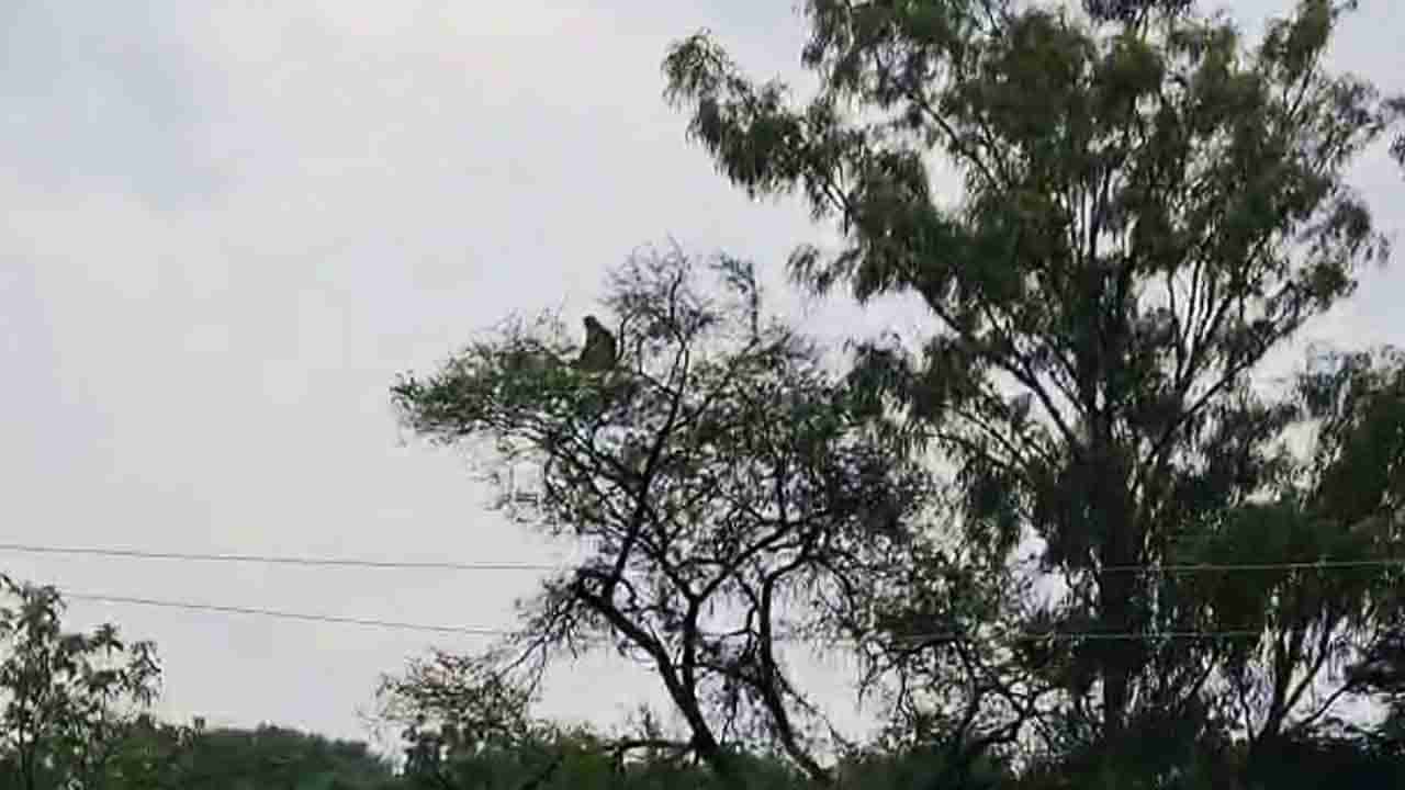 ಪ್ರವಾಹದ ನಡುವೆ ಜೀವನ್ಮರಣ ಹೋರಾಟ, ನಾಲ್ಕುದಿನಗಳಿಂದ ಮರವೇರಿದ ಕೋತಿಯ ಪರದಾಟ