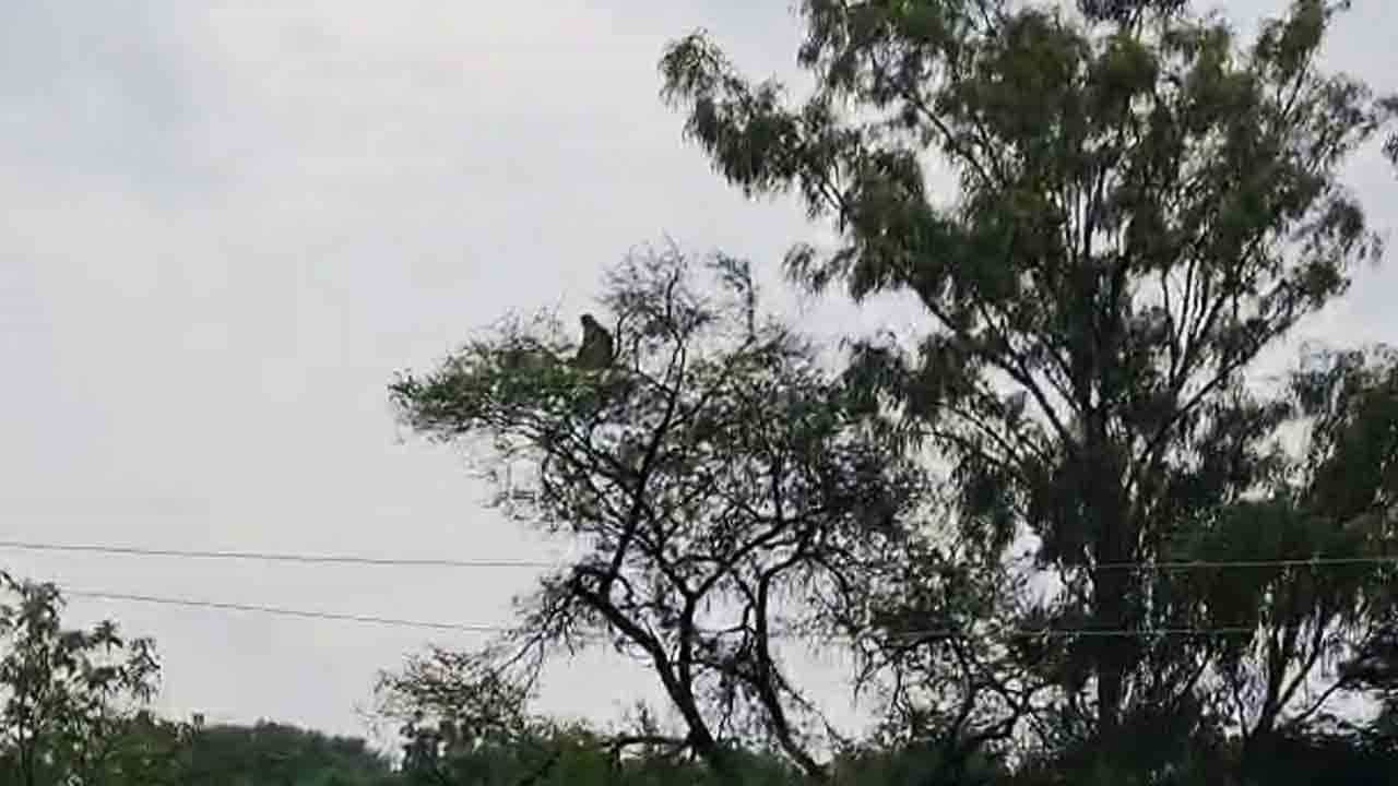 ಪ್ರವಾಹದ ನಡುವೆ ಜೀವನ್ಮರಣ ಹೋರಾಟ, ನಾಲ್ಕುದಿನಗಳಿಂದ ಮರವೇರಿದ ಕೋತಿಯ ಪರದಾಟ