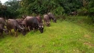 ಕಪಾಲಬೆಟ್ಟದಲ್ಲಿ ಕಾಮಗಾರಿಗೆ ತಡೆಯೊಡ್ಡಿದ ಹೈಕೋರ್ಟ್: ಡಿ.ಕೆ. ಸಹೋದರರಿಗೆ ಹಿನ್ನಡೆ