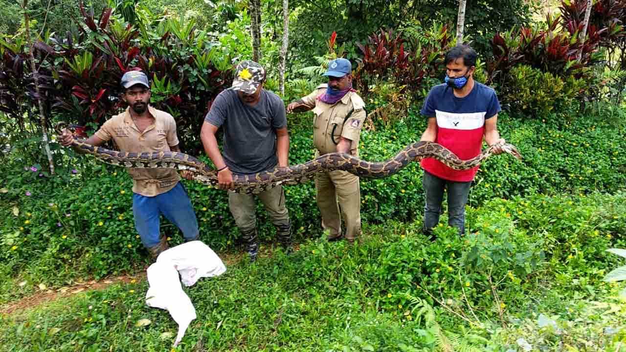 ಕಾಫಿ ತೋಟದಲ್ಲಿ ಬೇಟೆಗಾಗಿ ಹೊಂಚು ಹಾಕಿ ಮಲಗಿದ್ದ ಬೃಹತ್ ಗಾತ್ರದ ಹೆಬ್ಬಾವು ಸೆರೆ ಕಾಫಿ ತೋಟದಲ್ಲಿ ಬೇಟೆಗಾಗಿ ಹೊಂಚು ಹಾಕಿ ಮಲಗಿದ್ದ ಬೃಹತ್ ಗಾತ್ರದ ಹೆಬ್ಬಾವು ಸೆರೆ