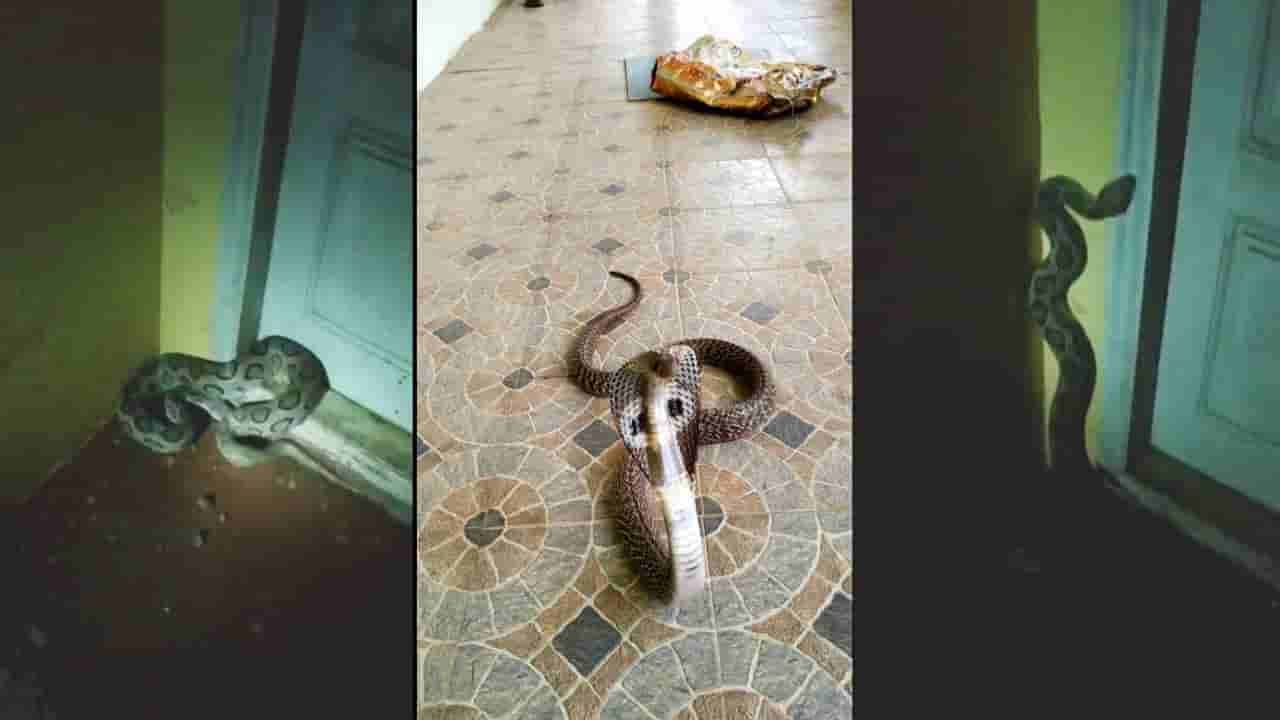 ಮಳೆಗೆ ಮನೆಗೆ ನುಗ್ಗಿದ ಹಾವುಗಳು.. ವಿದ್ಯಾನಗರದ ದಿವ್ಯಾ ಮನೆಗೆ ಬಂದ ಕೊಳಕು ಮಂಡಲ