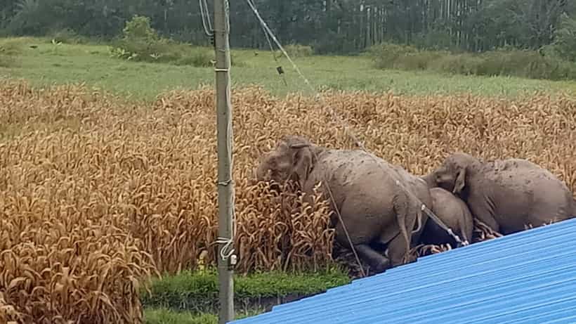 ಜೋಳದ ಹೊಲದಲ್ಲಿ ಬೀಡುಬಿಟ್ಟ ಗಜಪಡೆ!