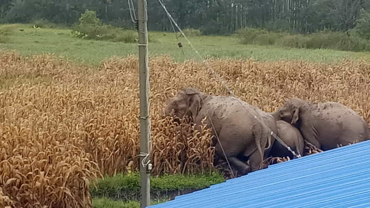 ಜೋಳದ ಹೊಲದಲ್ಲಿ ಬೀಡುಬಿಟ್ಟ ಗಜಪಡೆ!