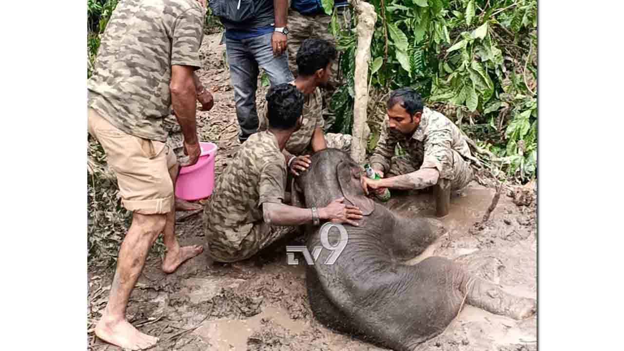 ಗಾಯಗೊಂಡಿರುವ 3 ದಿನದ ಆನೆಮರಿಯನ್ನ ಅಮ್ಮನ ಮಡಿಲಿಗೆ ಸೇರಿಸಲು ಹರಸಾಹಸ ಗಾಯಗೊಂಡಿರುವ 3 ದಿನದ ಆನೆಮರಿಯನ್ನ ಅಮ್ಮನ ಮಡಿಲಿಗೆ ಸೇರಿಸಲು ಹರಸಾಹಸ
