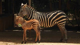 MTB ನಾಗರಾಜ್ ಮನೆಯಲ್ಲಿ ಆಯುಧ ಪೂಜೆ ಸಂಭ್ರಮ: ರೋಲ್ಸ್ ರಾಯ್ಸ್, ಫೆರಾರಿಗೆ ಪೂಜೆ ಸಲ್ಲಿಸಿದ ಮಾಜಿ ಶಾಸಕ