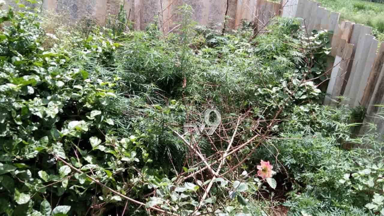 ಮೆಕ್ಕೆಜೋಳದ ನಡುವೆ ಬೆಳೆದಿದ್ದ ಗಾಂಜಾ ವಶ, ಯಾವೂರಲ್ಲಿ? ಮೆಕ್ಕೆಜೋಳದ ನಡುವೆ ಬೆಳೆದಿದ್ದ ಗಾಂಜಾ ವಶ, ಯಾವೂರಲ್ಲಿ?