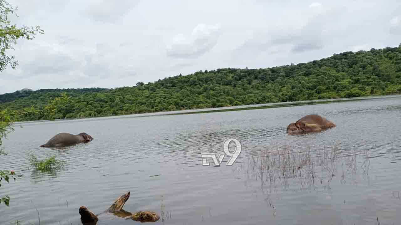 ಕನಕಪುರ: ವಿದ್ಯುತ್ ತಂತಿ ಸ್ಪರ್ಶದಿಂದ 2 ಕಾಡಾನೆ ಸಾವು ಕನಕಪುರ: ವಿದ್ಯುತ್ ತಂತಿ ಸ್ಪರ್ಶದಿಂದ 2 ಕಾಡಾನೆ ಸಾವು
