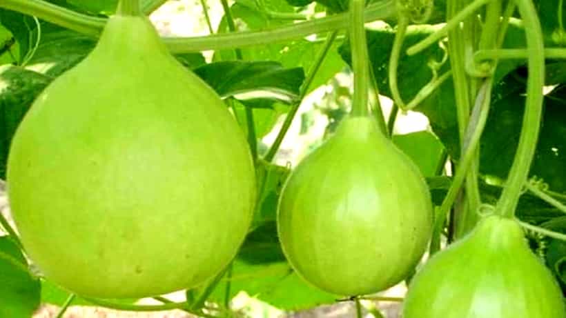 ಸೋರೆಕಾಯಿ ವಿಶೇಷ ಮಹಾತ್ಮೆ! ಭಕ್ತರಿಗೆ ವಂಚನೆ: ಗ್ಯಾಂಗ್ ಅರೆಸ್ಟ್