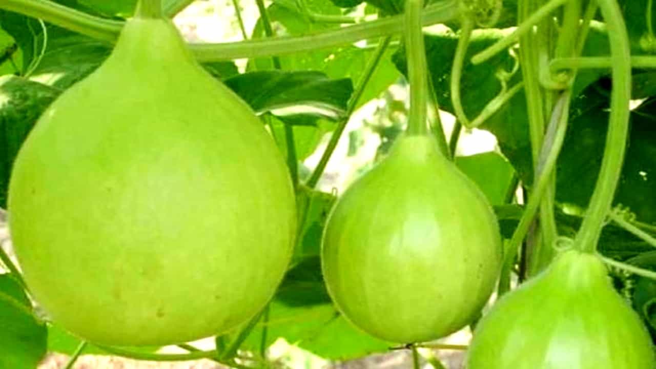 ಸೋರೆಕಾಯಿ ವಿಶೇಷ ಮಹಾತ್ಮೆ! ಭಕ್ತರಿಗೆ ವಂಚನೆ: ಗ್ಯಾಂಗ್​ ಅರೆಸ್ಟ್