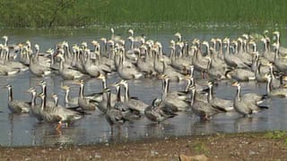 ವರದಕ್ಷಿಣೆ ಕಿರುಕುಳ: ಪೆಟ್ರೋಲ್ ಸುರಿದು ಬೆಂಕಿ ಹಚ್ಚಿ ಹತ್ಯೆಗೆ ಯತ್ನ