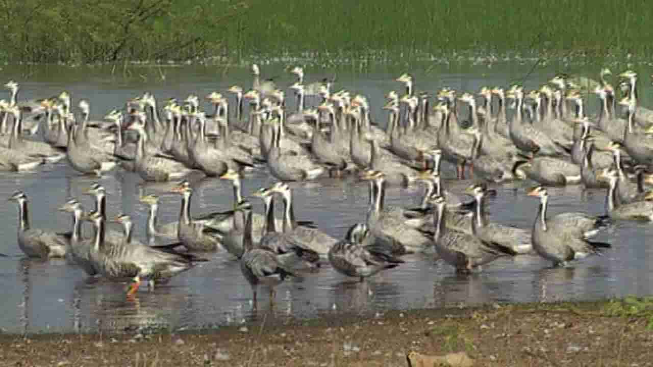 ಆಗಸದಲ್ಲಿ ಬಾನಾಡಿಗಳ ಚಿತ್ತಾರ.. ಚಿಲಿಪಿಲಿಗಳ ಕಲರವ, ಗದಗದಲ್ಲಿ ವಿದೇಶಿ ಪಕ್ಷಿಗಳ ಸ್ವಚ್ಚಂದ ವಿಹಾರ