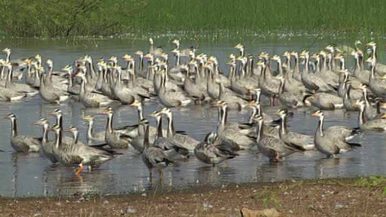 ಆಗಸದಲ್ಲಿ ಬಾನಾಡಿಗಳ ಚಿತ್ತಾರ.. ಚಿಲಿಪಿಲಿಗಳ ಕಲರವ, ಗದಗದಲ್ಲಿ ವಿದೇಶಿ ಪಕ್ಷಿಗಳ ಸ್ವಚ್ಚಂದ ವಿಹಾರ ಆಗಸದಲ್ಲಿ ಬಾನಾಡಿಗಳ ಚಿತ್ತಾರ.. ಚಿಲಿಪಿಲಿಗಳ ಕಲರವ, ಗದಗದಲ್ಲಿ ವಿದೇಶಿ ಪಕ್ಷಿಗಳ ಸ್ವಚ್ಚಂದ ವಿಹಾರ