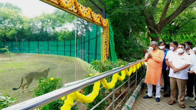 ದಸರಾಗೆ ಕಳೆಗಟ್ಟಿದ ಮೈಸೂರು ಝೂ: ಗ್ರ್ಯಾಂಡ್ ಎಂಟ್ರಿ ಕೊಟ್ಟ ಆಫ್ರಿಕಾದ 3 ಚೀತಾಗಳು! ದಸರಾಗೆ ಕಳೆಗಟ್ಟಿದ ಮೈಸೂರು ಝೂ: ಗ್ರ್ಯಾಂಡ್ ಎಂಟ್ರಿ ಕೊಟ್ಟ ಆಫ್ರಿಕಾದ 3 ಚೀತಾಗಳು!