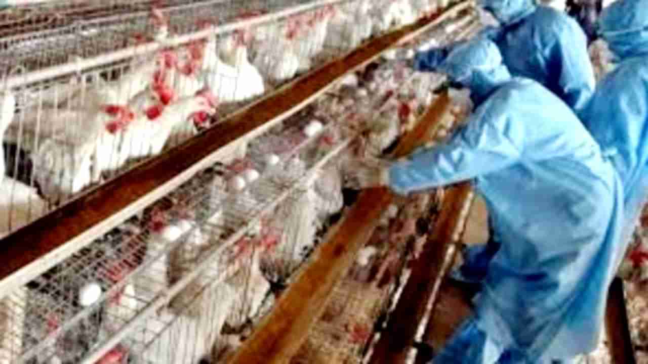 ಕೊರೊನಾ ಕಾಟವೇ ಮುಗ್ದಿಲ್ಲಾ.. ಶುರುವಾಯ್ತಾ ಹಕ್ಕಿ ಜ್ವರದ ಕಾಟ!