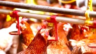 ಹೆಚ್ಚಿದ ಚಿರತೆ ಹಾವಳಿಗಳು.. ಪ್ರವಾಸಿ ತಾಣಗಳಲ್ಲಿ ಜನ ಸಂಚಾರಕ್ಕೆ ಬ್ರೇಕ್! ಎಲ್ಲೆಲ್ಲಿ?