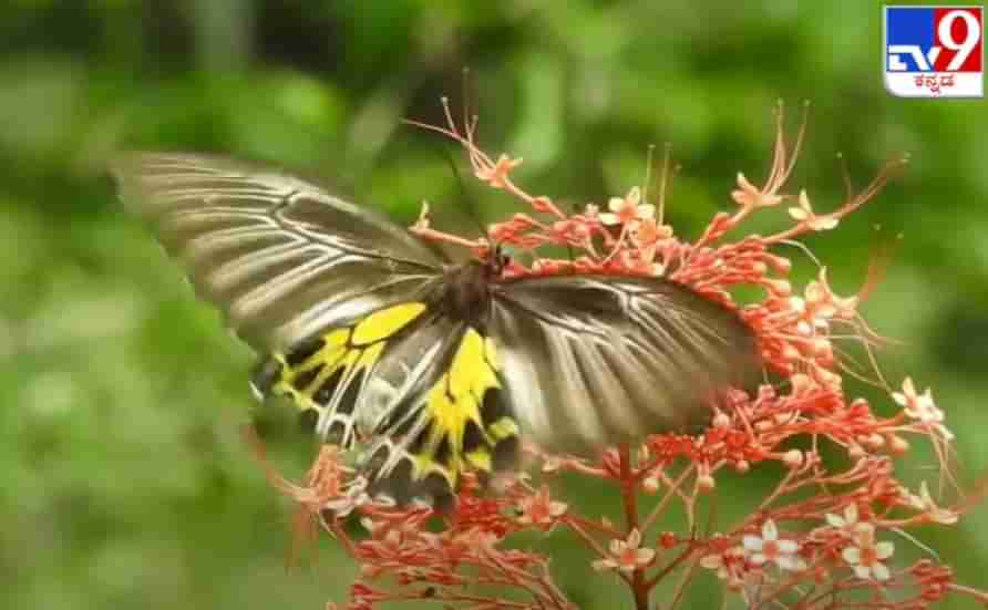 ಜೋಯಿಡಾ ಕಾನನದಲ್ಲಿ ಪಾತರಗಿತ್ತಿ ವೈಯ್ಯಾರ! Colorful Butterfly Festival started in Joida