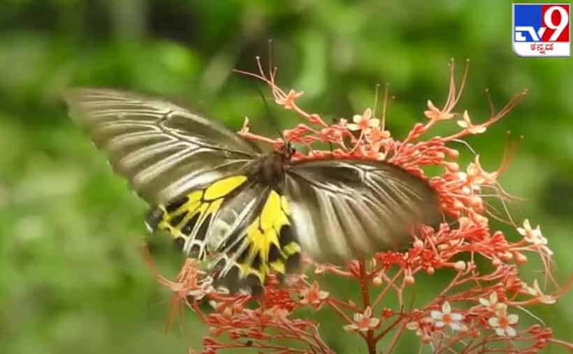 ಜೋಯಿಡಾ ಕಾನನದಲ್ಲಿ ಪಾತರಗಿತ್ತಿ ವೈಯ್ಯಾರ! Colorful Butterfly Festival started in Joida