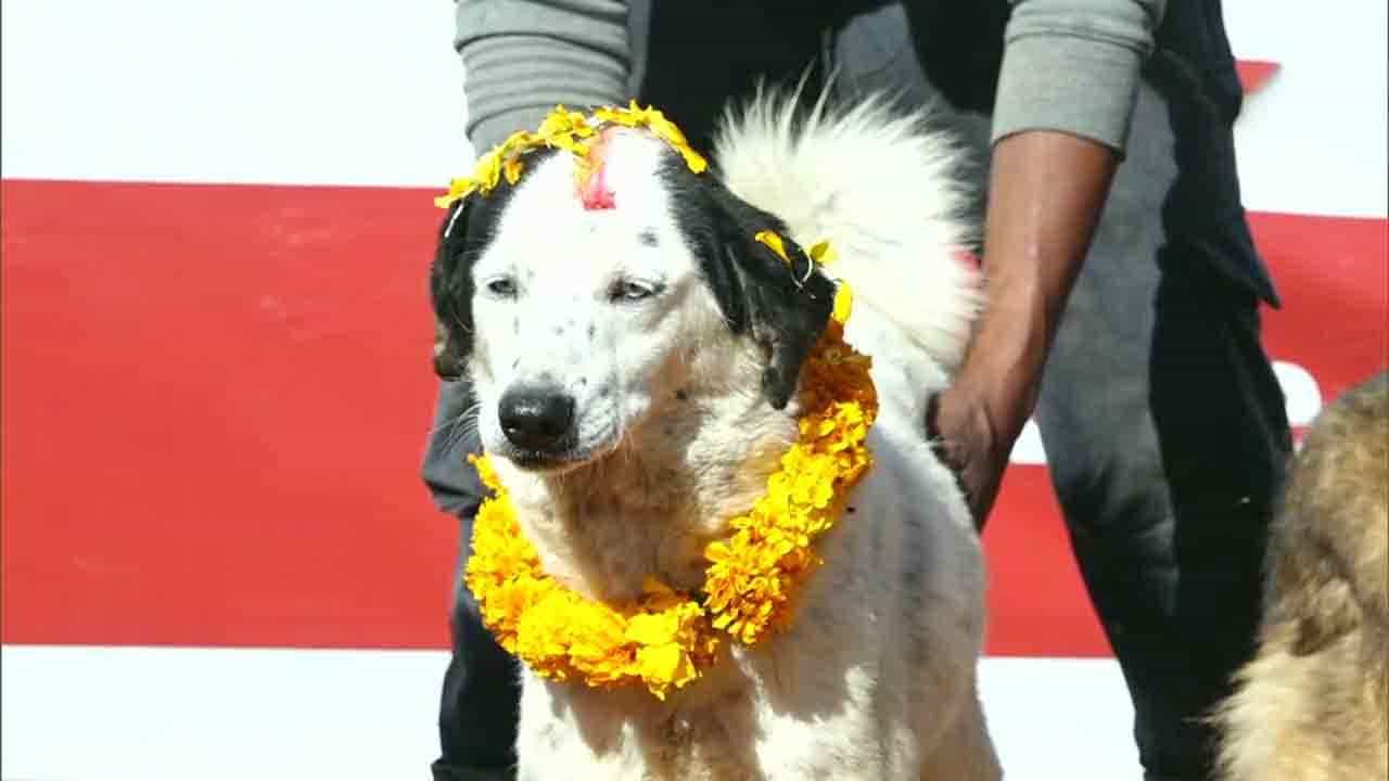 ದೀಪಾವಳಿ ಬಂದ್ರೆ ಸಾಕು.. ಈ ಊರಿನ ಶ್ವಾನಗಳಿಗೆ ಅದೇನು ಮರ್ಯಾದೆ, ಅದೇನು ಸನ್ಮಾನ.. ವಾಹ್! ದೀಪಾವಳಿ ಬಂದ್ರೆ ಸಾಕು.. ಈ ಊರಿನ ಶ್ವಾನಗಳಿಗೆ ಅದೇನು ಮರ್ಯಾದೆ, ಅದೇನು ಸನ್ಮಾನ.. ವಾಹ್!