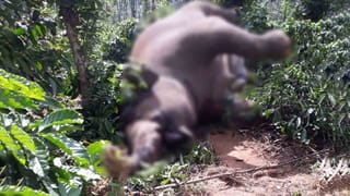 15 ವರ್ಷಕ್ಕಿಂತ ಕೆಳಗಿನವರು ಅಂತರರಾಷ್ಟ್ರೀಯ ಕ್ರಿಕೆಟ್ ಆಡುವಂತಿಲ್ಲ: ಐಸಿಸಿ | ICC introduces minimum age policy in International Cricket