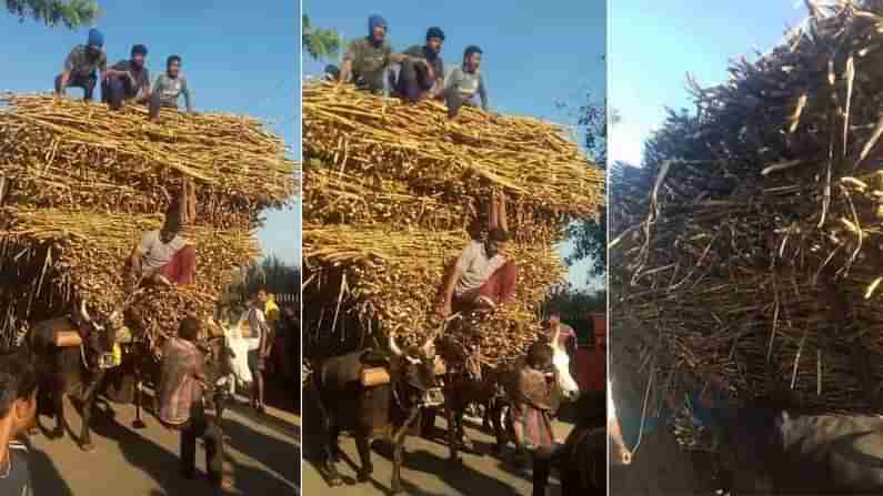 ಸಕ್ಕರೆನಾಡಲ್ಲಿ ಜೋಡೆತ್ತುಗಳು ಪರಾಕ್ರಮ: 14 ಟನ್​ ಕಬ್ಬು ಸಾಗಿಸಿ ಹೊಸ ದಾಖಲೆ ಬರೆದ ಹೋರಿಗಳು