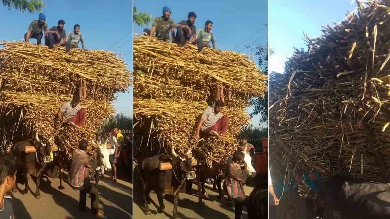 ಸಕ್ಕರೆನಾಡಲ್ಲಿ ಜೋಡೆತ್ತುಗಳು ಪರಾಕ್ರಮ: 14 ಟನ್​ ಕಬ್ಬು ಸಾಗಿಸಿ ಹೊಸ ದಾಖಲೆ ಬರೆದ ಹೋರಿಗಳು