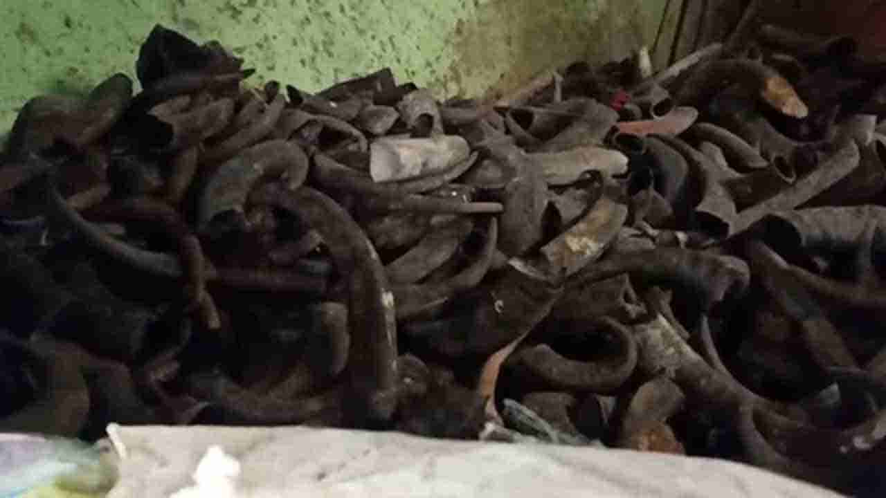 ದೇವಸ್ಥಾನ ಬಳಿಯಿದ್ದ ಗೋದಾಮಿನಲ್ಲಿ ಹಸು, ಎಮ್ಮೆ ಕೊಂಬುಗಳ ಅಕ್ರಮ ದಾಸ್ತಾನು ಪತ್ತೆ