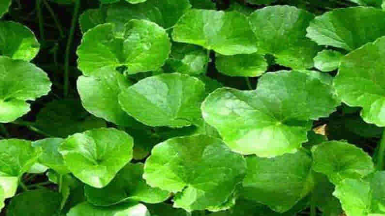 ನೋಡಲು ಪುಟ್ಟ ಎಲೆ, ಆರೋಗ್ಯಕ್ಕೆ ದೊಡ್ಡಮಟ್ಟದ ಅನುಕೂಲವಿದೆ! ಯಾವುದು ಗೊತ್ತಾ?