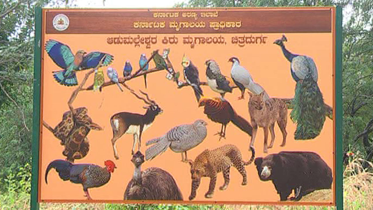 ಚಿತ್ರದುರ್ಗದ ಆಡುಮಲ್ಲೇಶ್ವರ ಪ್ರಾಣಿ ಸಂಗ್ರಹಾಲಯ ಅಭಿವೃದ್ಧಿ ಮರೀಚಿಕೆ.. ಪ್ರಾಣಿಗಳು ಸಂಕಷ್ಟದಲ್ಲಿ..