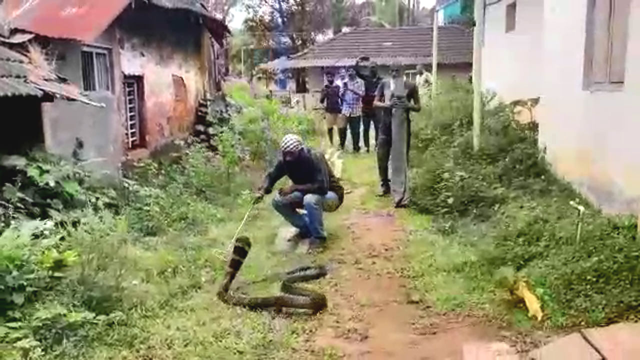 ನಾಡಿಗೆ ಬಂದಿದ್ದ 10 ಅಡಿ ಕಾಳಿಂಗ ಸರ್ಪ ರಕ್ಷಣೆ, ಯಾವೂರಲ್ಲಿ?