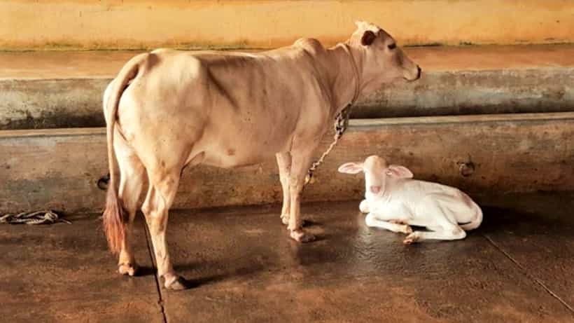 ರಾಜ್ಯದಲ್ಲಿ ಗೋಹತ್ಯೆ ನಿಷೇಧ ಶೀಘ್ರ ಸಾಕಾರ: CT ರವಿ ವಿಶ್ವಾಸ