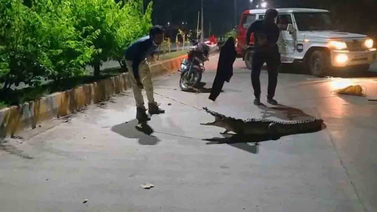 ಅರಣ್ಯ ಸಚಿವ ಆನಂದರನ್ನು ಹುಡುಕಿಕೊಂಡು ಅವರ ಮನೆಗೇ ಬಂತು ಮೊಸಳೆ!