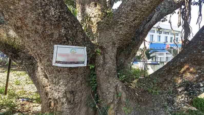 ಜಾಹಿರಾತು ಫಲಕಗಳ ಹಾವಳಿ: ಶತಾಯುಷಿ ಮರಗಳು ಹೇಳುತ್ತಿವೆ ಕಣ್ಣೀರ ಕತೆ