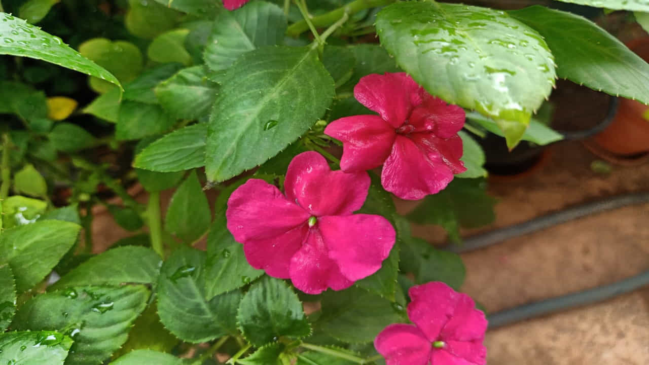 ಇದು ನಿವೃತ್ತ ಮೇಷ್ಟ್ರು ಮನೆ ಮೇಲ್ಛಾವಣಿಯನ್ನೇ ಗಾರ್ಡನ್ ಮಾಡಿದ ಕಥೆ..! ಇದು ನಿವೃತ್ತ ಮೇಷ್ಟ್ರು ಮನೆ ಮೇಲ್ಛಾವಣಿಯನ್ನೇ ಗಾರ್ಡನ್ ಮಾಡಿದ ಕಥೆ..!