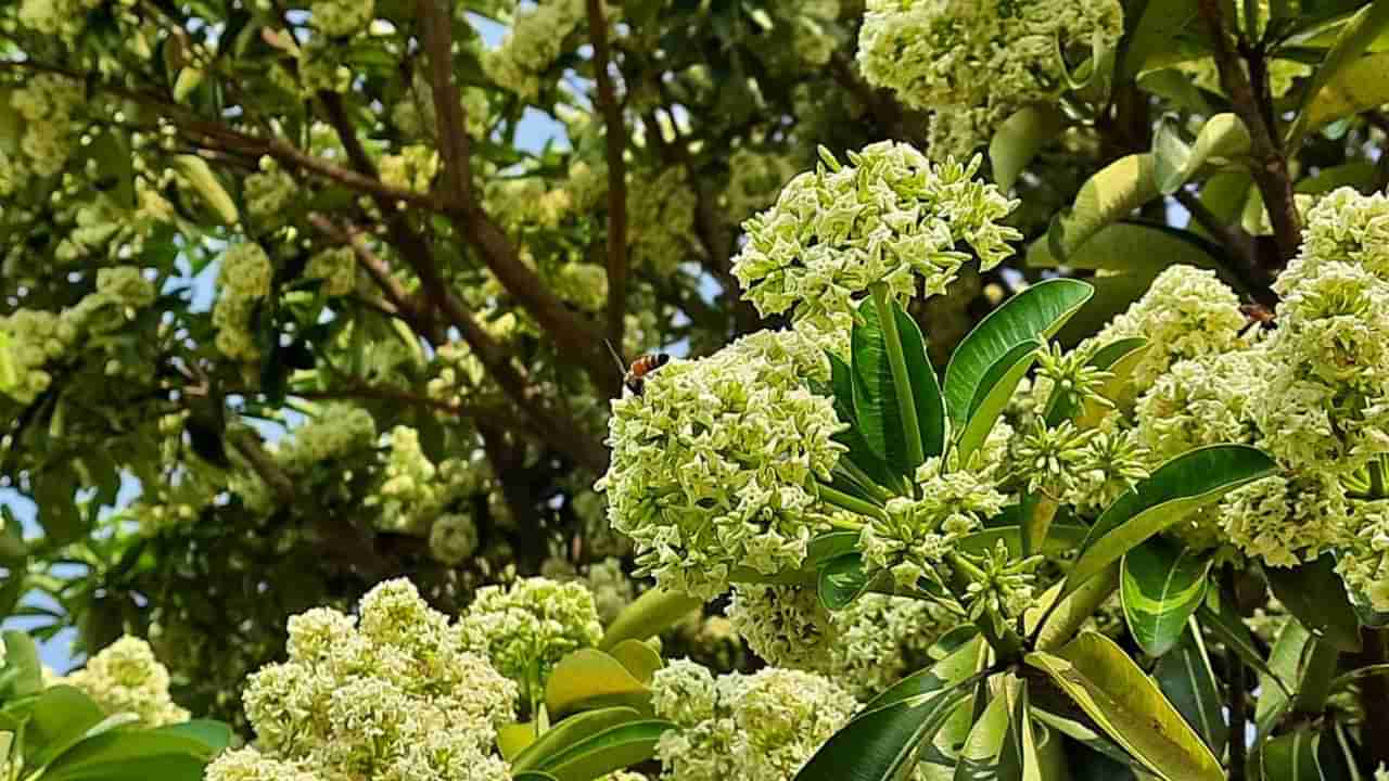 ಧಾರವಾಡದಲ್ಲಿ ಬುದ್ಧ ತಪಸ್ಸಿಗೆ ಕುಳಿತ ಸಪ್ತವರ್ಣಿ ಮರಗಳದ್ದೇ ಕಾರುಬಾರು