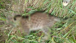 ಸರಕಾರಿ ಮತ್ತು ಖಾಸಗಿ ನೌಕರರಿಗೆ 14 ದಿನ ಕ್ವಾರಂಟೈನ್ ರಜೆ ಘೋಷಣೆ