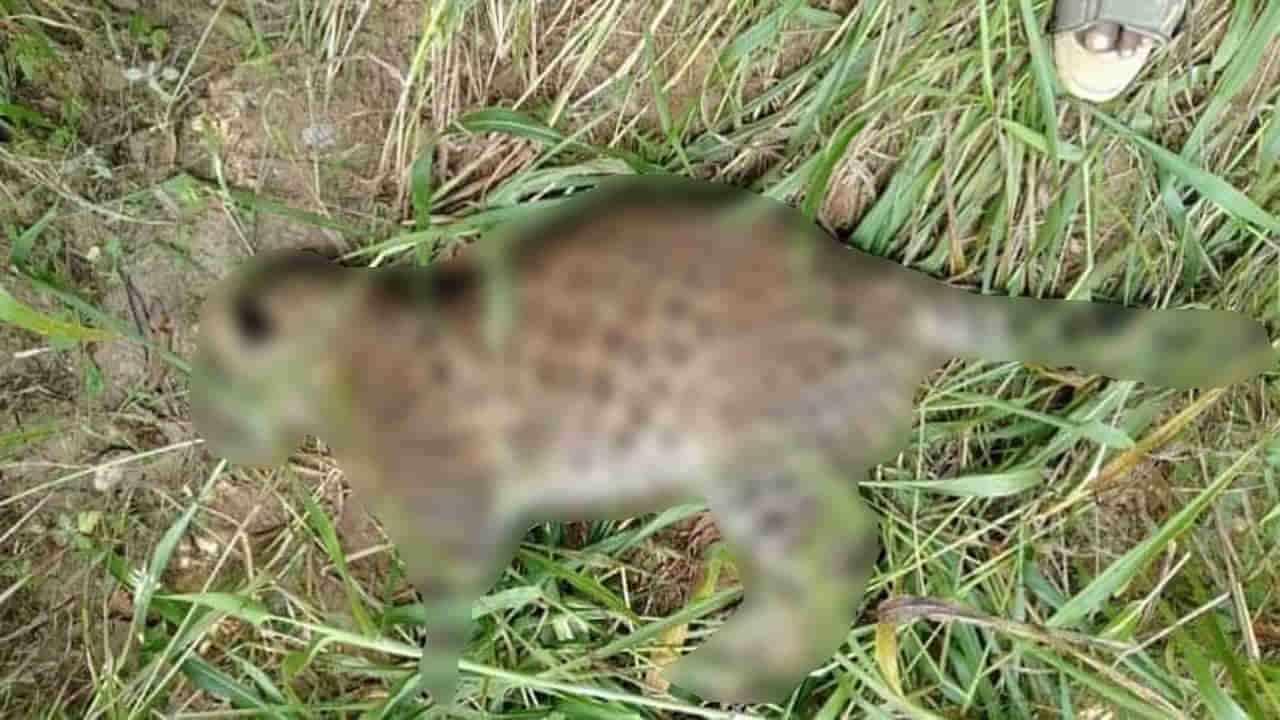 ಎರಡು ಚಿರತೆ ಸಾವು, ಔಷಧ ಮಿಶ್ರಿತ ಆಹಾರ ತಿಂದು ಸಾವನ್ನಪ್ಪಿರುವ ಶಂಕೆ