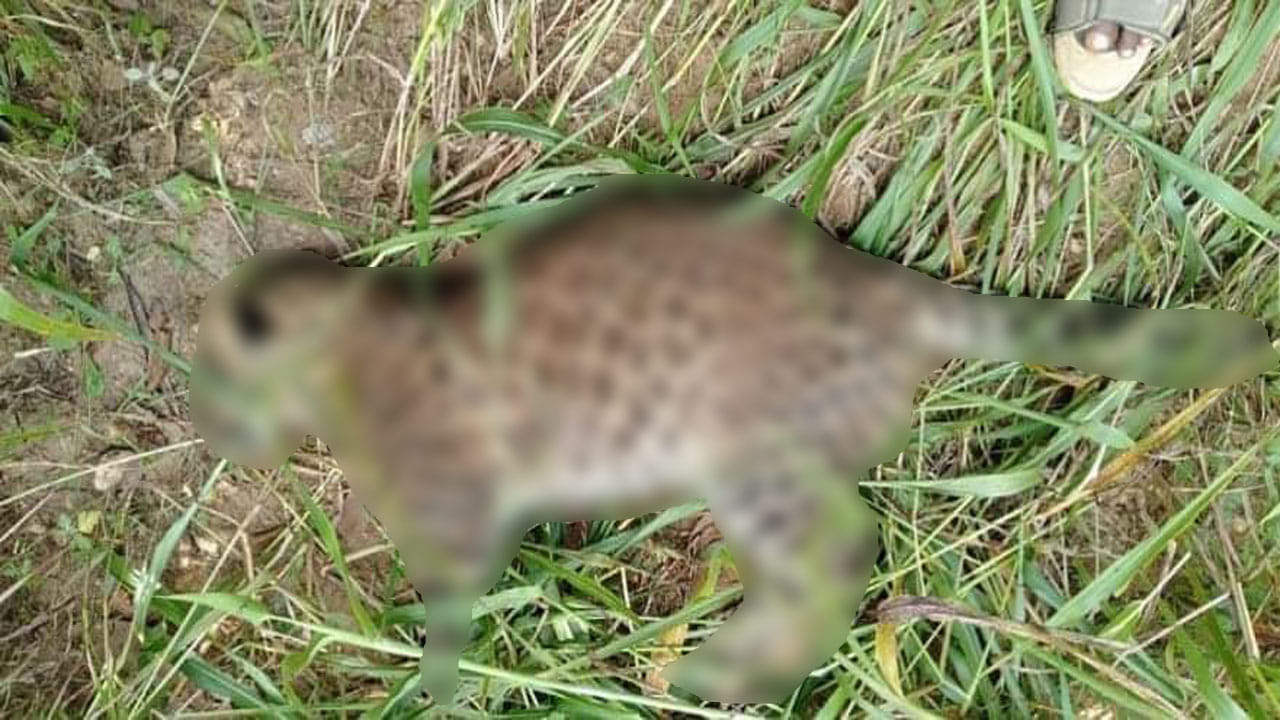 ಎರಡು ಚಿರತೆ ಸಾವು, ಔಷಧ ಮಿಶ್ರಿತ ಆಹಾರ ತಿಂದು ಸಾವನ್ನಪ್ಪಿರುವ ಶಂಕೆ ಎರಡು ಚಿರತೆ ಸಾವು, ಔಷಧ ಮಿಶ್ರಿತ ಆಹಾರ ತಿಂದು ಸಾವನ್ನಪ್ಪಿರುವ ಶಂಕೆ