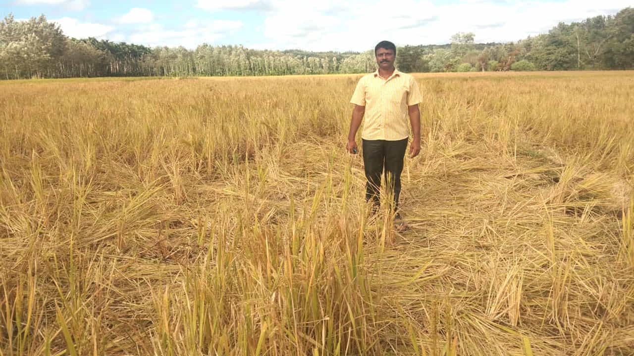 ನಿಲ್ಲದ ಕಾಡಾನೆ ಉಪಟಳ: 40 ಆನೆಗಳಿಂದ ನೂರಾರು ಎಕರೆ ಭತ್ತದ ಬೆಳೆ ನಾಶ