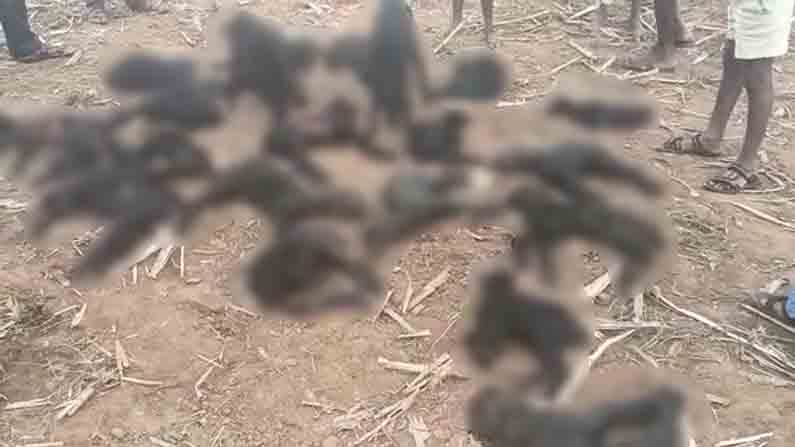 ದಾವಣಗೆರೆ: ಕುರಿದೊಡ್ಡಿಗೆ ನುಗ್ಗಿದ ಚಿರತೆ ದಾಳಿಯಿಂದ 30 ಕುರಿಗಳ ಸಾವು ದಾವಣಗೆರೆ: ಕುರಿದೊಡ್ಡಿಗೆ ನುಗ್ಗಿದ ಚಿರತೆ ದಾಳಿಯಿಂದ 30 ಕುರಿಗಳ ಸಾವು