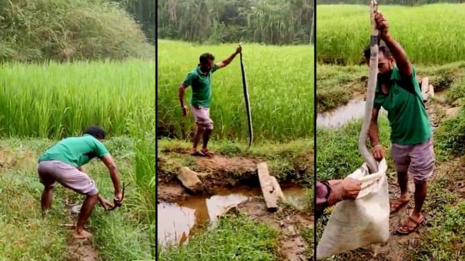 ದನದ ಕೊಟ್ಟಿಗೆ ಬಳಿ ನಾಗರಾಜ ಪ್ರತ್ಯಕ್ಷ, ಸ್ಥಳೀಯ ನಿವಾಸಿಗಳಲ್ಲಿ ಆತಂಕ