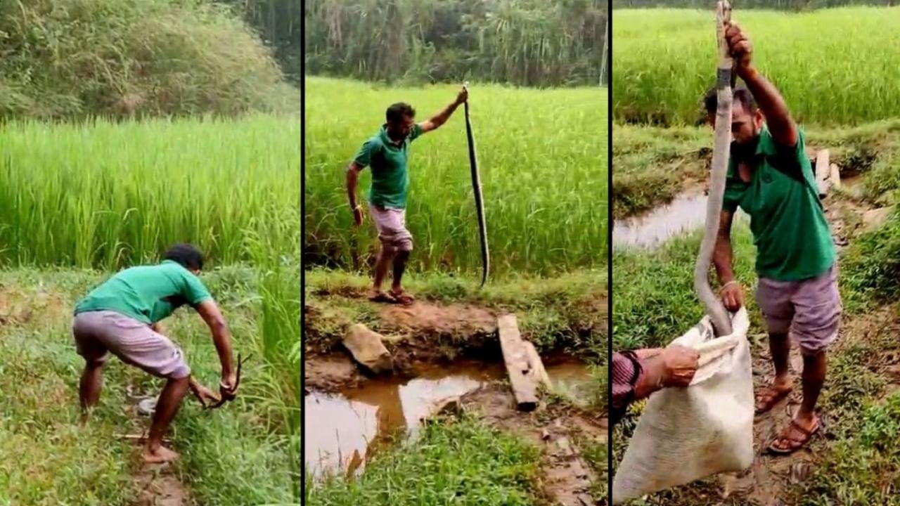 ದನದ ಕೊಟ್ಟಿಗೆ ಬಳಿ ನಾಗರಾಜ ಪ್ರತ್ಯಕ್ಷ, ಸ್ಥಳೀಯ ನಿವಾಸಿಗಳಲ್ಲಿ ಆತಂಕ ದನದ ಕೊಟ್ಟಿಗೆ ಬಳಿ ನಾಗರಾಜ ಪ್ರತ್ಯಕ್ಷ, ಸ್ಥಳೀಯ ನಿವಾಸಿಗಳಲ್ಲಿ ಆತಂಕ