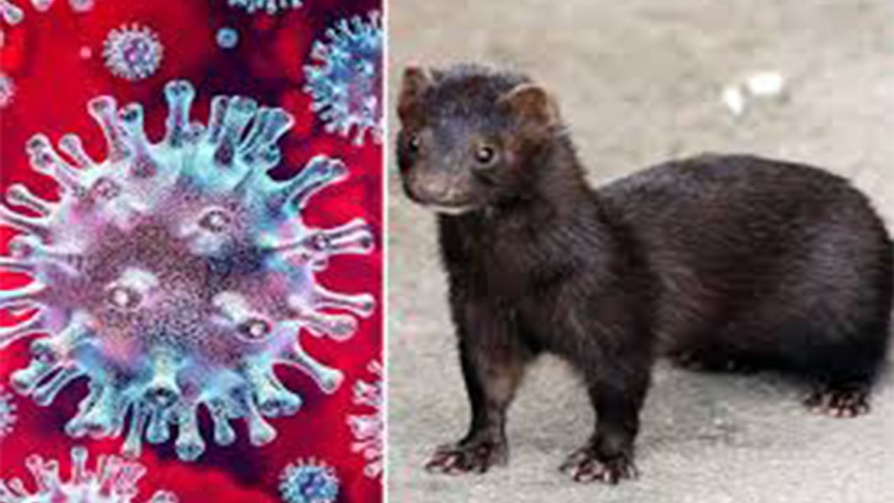 ಮಿಂಕ್​ಗಳ ಮೇಲೂ ಕೊರೊನಾ ಅಟ್ಟಹಾಸ | Covid-19 pandemic killing minks in US